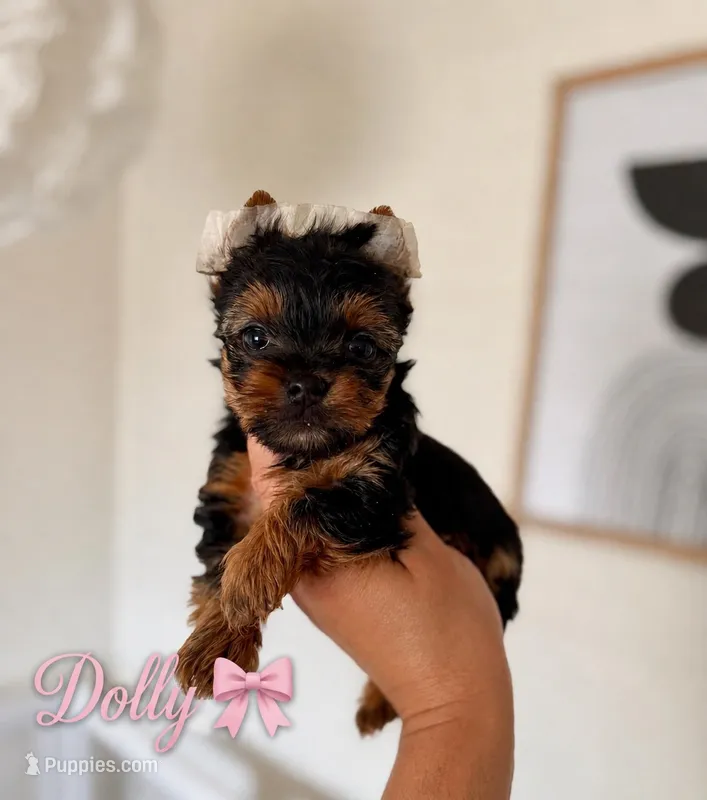 Dolly – Yorkshire Terrier puppy for sale in Pittsburg, CA