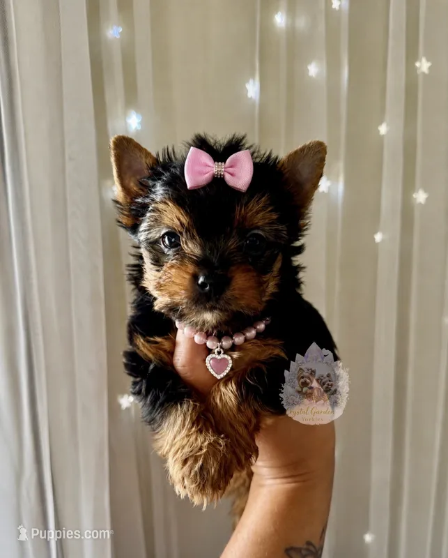 Dolly – Yorkshire Terrier puppy for sale in Pittsburg, CA
