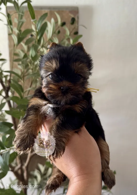 🌼 Marigold  – Yorkshire Terrier puppy for sale in Pittsburg, CA
