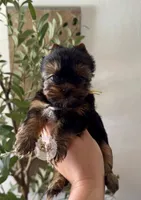 🌼 Marigold , a female Yorkshire Terrier for sale in Pittsburg, CA – 1 of 3