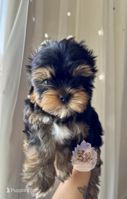 💙 Aster – Yorkshire Terrier puppy for sale in Pittsburg, CA