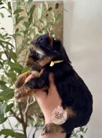 🌼 Marigold , a female Yorkshire Terrier for sale in Pittsburg, CA – 3 of 3
