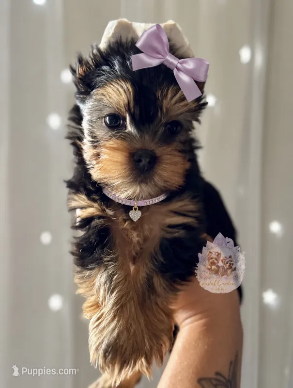 Lainey – Yorkshire Terrier puppy for sale in Pittsburg, CA