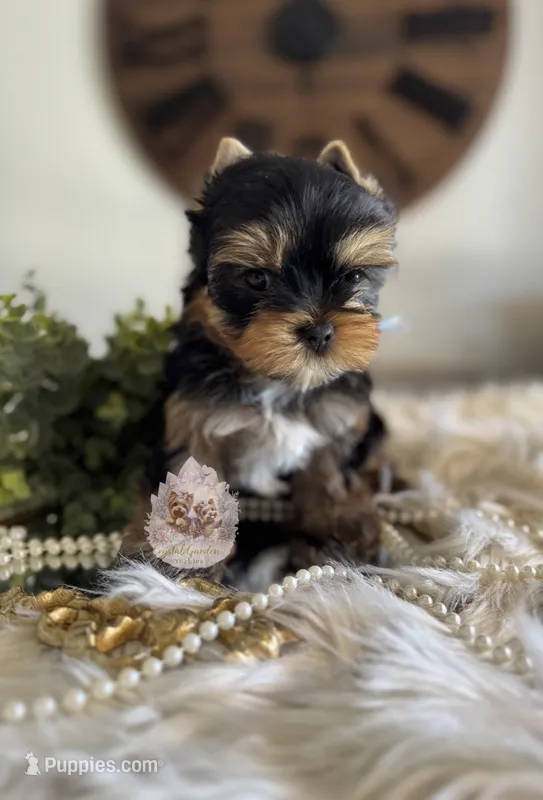 💙 Aster – Yorkshire Terrier puppy for sale in Pittsburg, CA