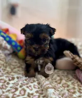 🌼 Marigold , a female Yorkshire Terrier for sale in Pittsburg, CA – 2 of 3