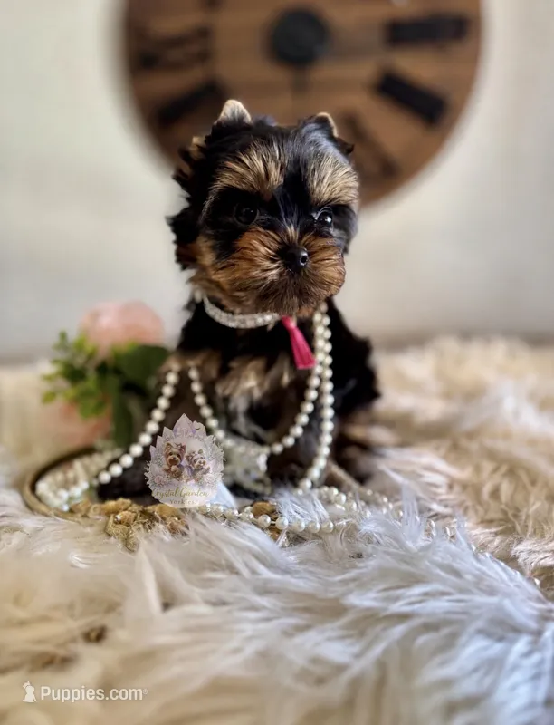 🩷 Azalea  – Yorkshire Terrier puppy for sale in Pittsburg, CA