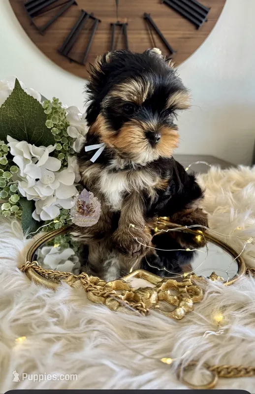 💙 Aster – Yorkshire Terrier puppy for sale in Pittsburg, CA