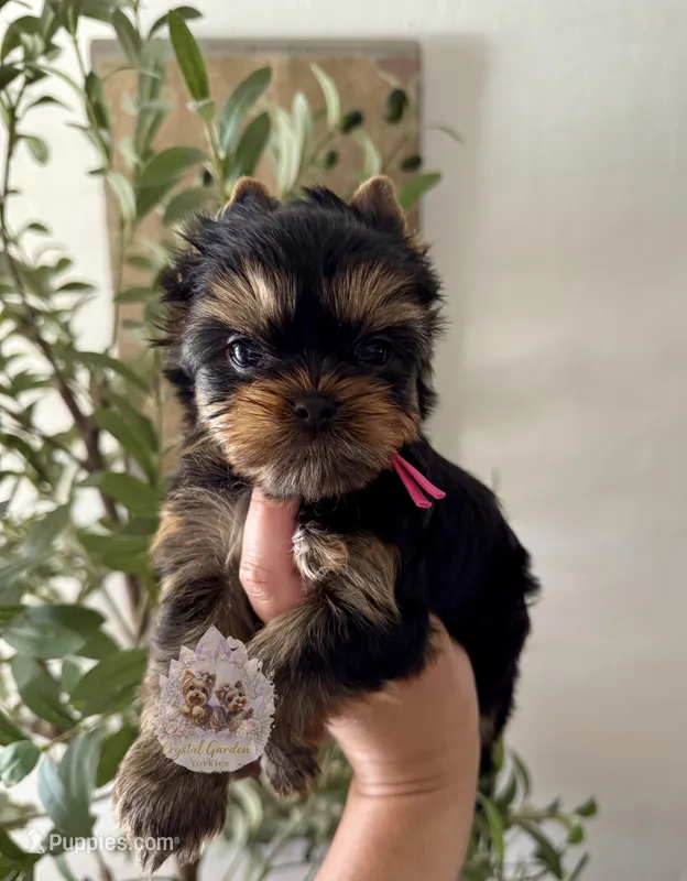 🩷 Azalea  – Yorkshire Terrier puppy for sale in Pittsburg, CA