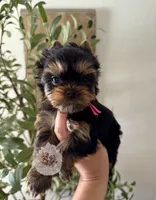 🩷 Azalea , a female Yorkshire Terrier for sale in Pittsburg, CA – 1 of 3