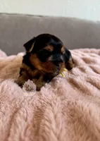 Lainey, a female Yorkshire Terrier for sale in Pittsburg, CA – 3 of 3