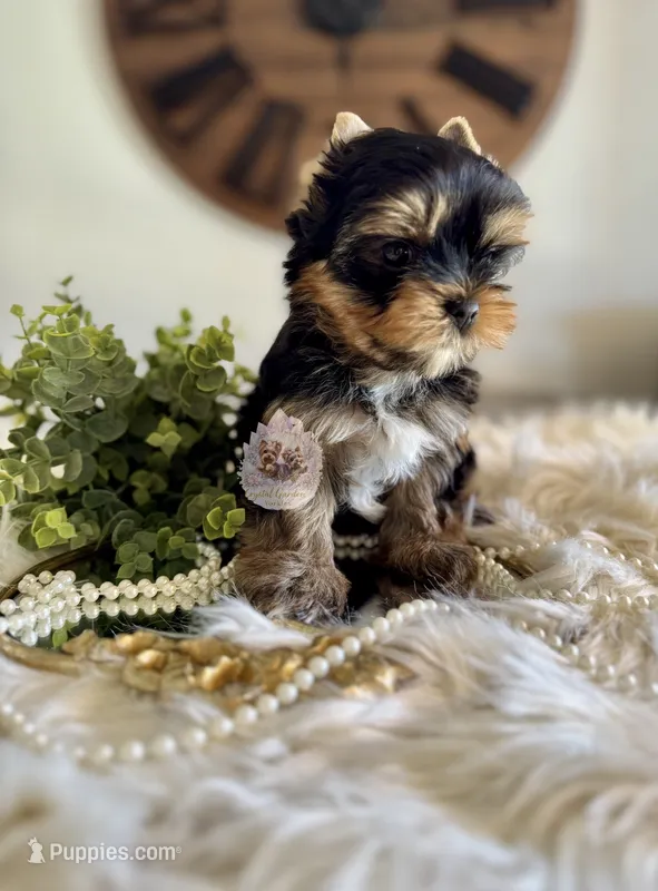 💙 Aster – Yorkshire Terrier puppy for sale in Pittsburg, CA
