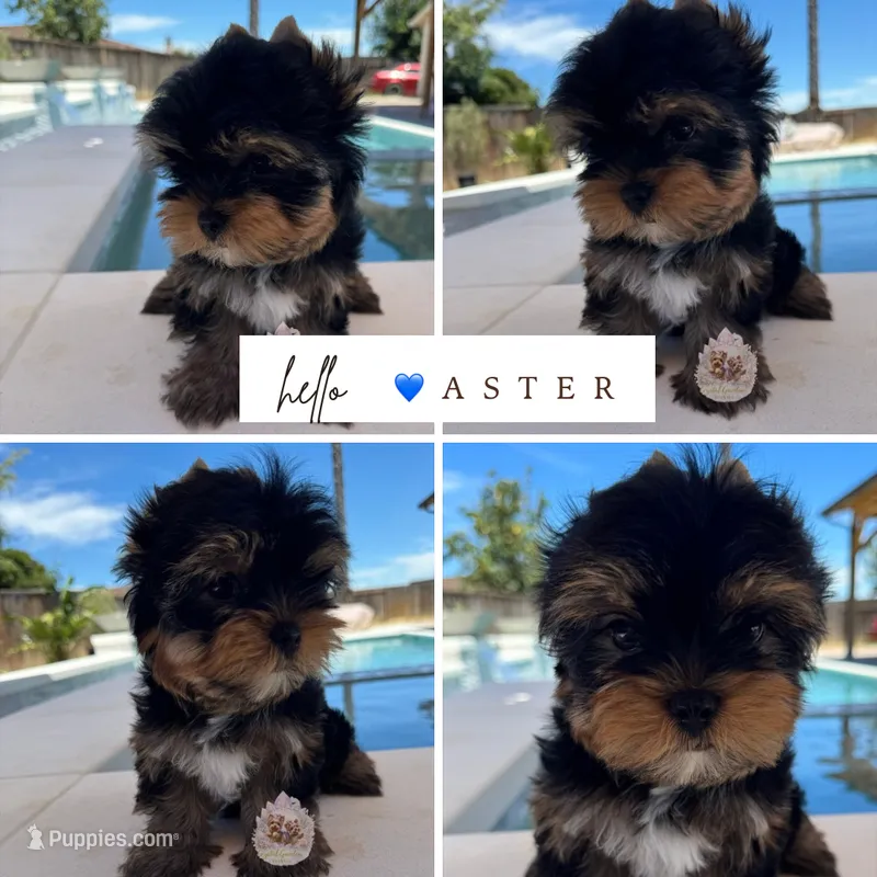 💙 Aster – Yorkshire Terrier puppy for sale in Pittsburg, CA