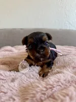 Dolly, a female Yorkshire Terrier for sale in Pittsburg, CA – 3 of 4