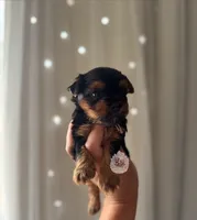 Dolly, a female Yorkshire Terrier for sale in Pittsburg, CA – 4 of 4