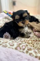 💙 Aster, a male Yorkshire Terrier for sale in Pittsburg, CA – 2 of 3