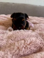 Dolly, a female Yorkshire Terrier for sale in Pittsburg, CA – 2 of 4