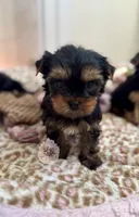 🩷 Azalea , a female Yorkshire Terrier for sale in Pittsburg, CA – 2 of 3