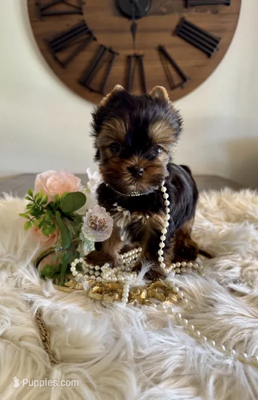 🌼 Marigold  – Yorkshire Terrier puppy for sale in Pittsburg, CA
