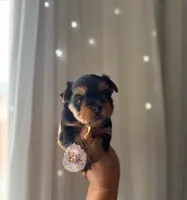 Lainey, a female Yorkshire Terrier for sale in Pittsburg, CA – 2 of 3