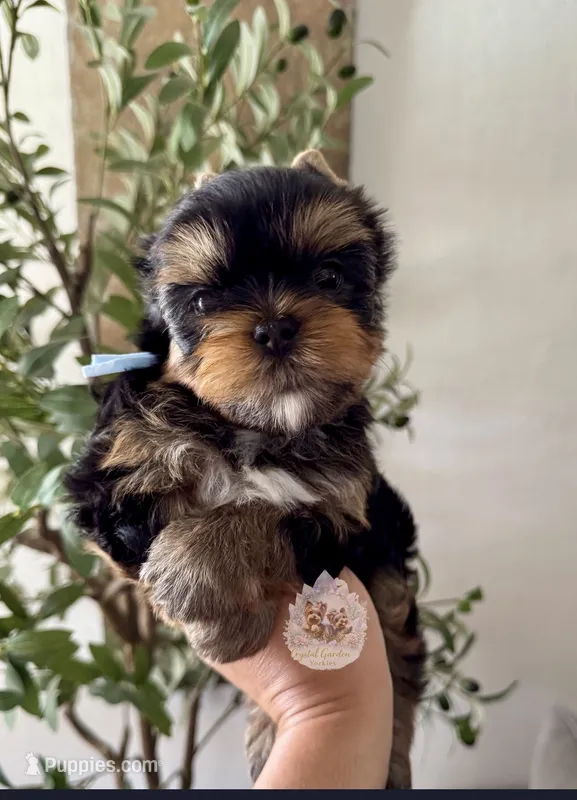 💙 Aster – Yorkshire Terrier puppy for sale in Pittsburg, CA
