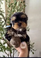 💙 Aster, a male Yorkshire Terrier for sale in Pittsburg, CA – 1 of 3