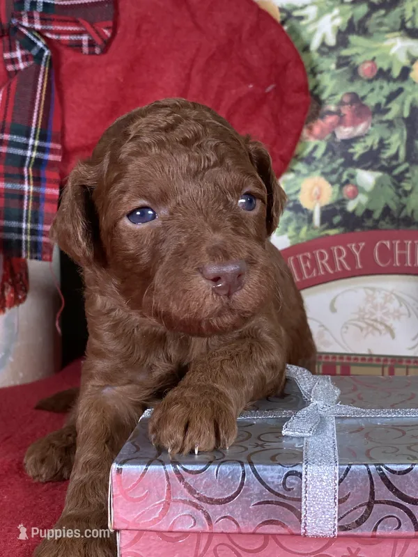 F1b Mini Red Boy Fre Delivry, a male Goldendoodle for sale in Eastman, GA – Photo 1 of 4