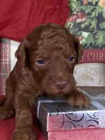 F1b Mini Red Boy Fre Delivry, a male Goldendoodle for sale in Eastman, GA – Photo 2 of 4