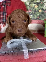 F1b Mini Red Boy Fre Delivry, a male Goldendoodle for sale in Eastman, GA – Photo 4 of 4