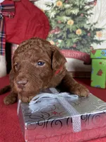 F1b Mini Red Boy Fre Delivry, a male Goldendoodle for sale in Eastman, GA – Photo 3 of 4