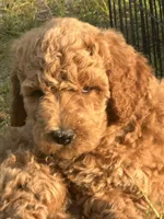 AKC Blue Boy  Free Delivery, a female Poodle - Standard  for sale in Eastman, GA – Photo 2 of 2