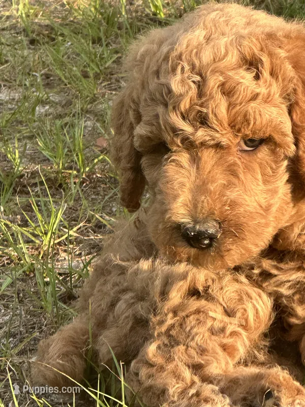 AKC Blue Boy  Free Delivery