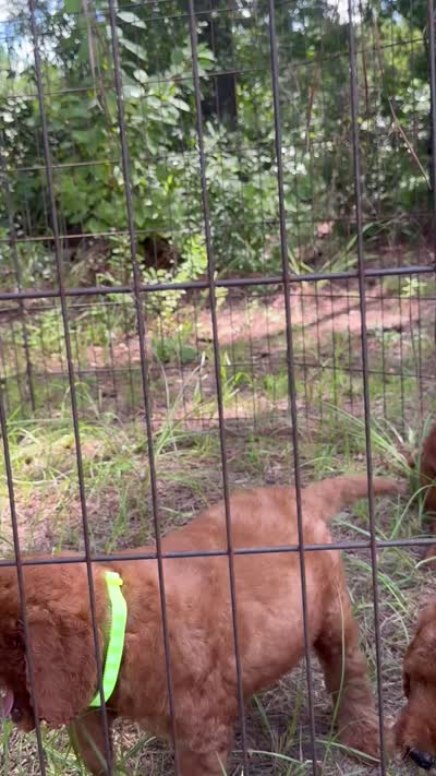 CKC Flo Girl, a female Miniature Goldendoodle for sale in Eastman, GA – 8 of 8