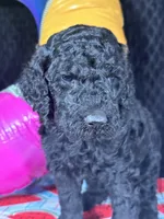 AKC Brn Boy  Free Delivery, a male Poodle - Standard  for sale in Eastman, GA – Photo 2 of 3
