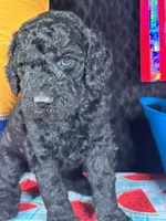 AKC Brn Boy  Free Delivery, a male Poodle - Standard  for sale in Eastman, GA – Photo 3 of 3