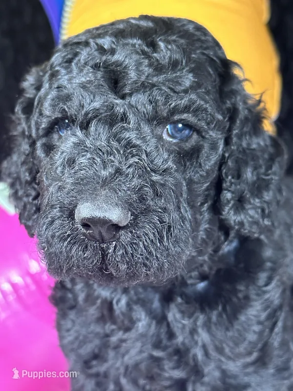 AKC Brn Boy  Free Delivery