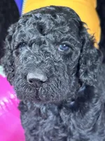 AKC Brn Boy  Free Delivery, a male Poodle - Standard  for sale in Eastman, GA – Photo 1 of 3