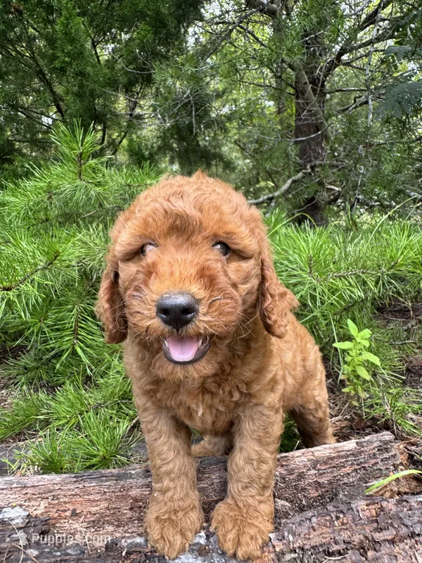 CKC Blaze Boy  – Miniature Goldendoodle puppy for sale in Eastman, GA