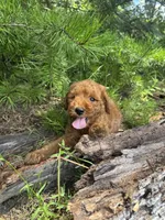 CKC Coal Girl, a female Miniature Goldendoodle for sale in Eastman, GA – 8 of 10