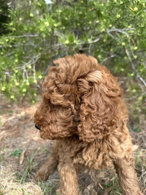 AKC Red Boy  Free Delivery, a male Poodle - Standard  for sale in Eastman, GA – Photo 1 of 5