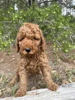 AKC Red Boy  Free Delivery, a male Poodle - Standard  for sale in Eastman, GA – Photo 2 of 5