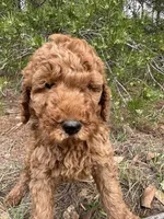 AKC Red Boy  Free Delivery, a male Poodle - Standard  for sale in Eastman, GA – Photo 5 of 5