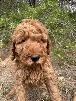 AKC Red Boy  Free Delivery, a male Poodle - Standard  for sale in Eastman, GA – Photo 4 of 5