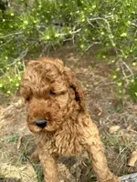 AKC Red Boy  Free Delivery, a male Poodle - Standard  for sale in Eastman, GA – Photo 3 of 5