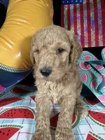 AKC Mauve Girl  Free Delivery, a female Poodle - Standard  for sale in Eastman, GA – Photo 3 of 3