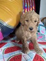 AKC Mauve Girl  Free Delivery, a female Poodle - Standard  for sale in Eastman, GA – Photo 1 of 3