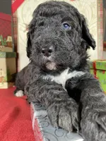 F1b Red Boy, a male Bernedoodle for sale in Eastman, GA – Photo 3 of 3
