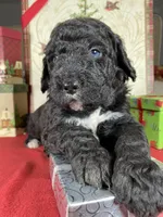 F1b Red Boy, a male Bernedoodle for sale in Eastman, GA – Photo 1 of 3