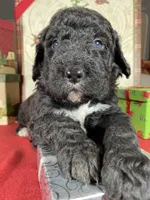 F1b Red Boy, a male Bernedoodle for sale in Eastman, GA – Photo 2 of 3