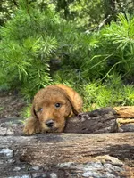 CKC Flo Girl, a female Miniature Goldendoodle for sale in Eastman, GA – 6 of 8
