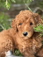 Spice Grl mini Free Delivery, a female Labradoodle for sale in Eastman, GA – Photo 8 of 9